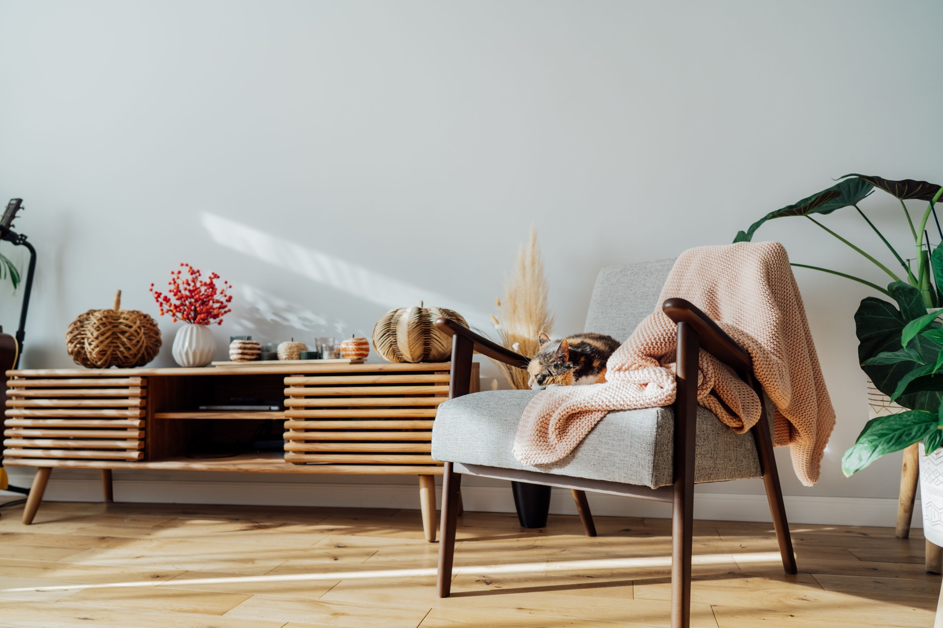 Stylish modern Scandinavian interior of living room with seasonal autumn decor on the wooden console and sleeping cat on the armchair in sunset light. Cozy home interior design with a fall mood.